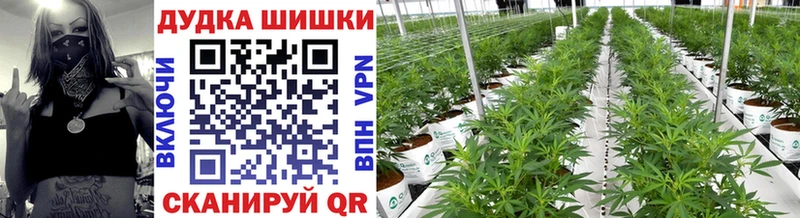 Бошки марихуана Ganja Полярный